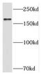 Phospholipase C Eta 1 antibody, FNab06528, FineTest, Western Blot image 