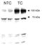 Angiogenic factor with G patch and FHA domains 1 antibody, NB100-454, Novus Biologicals, Western Blot image 