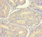 Lectin, Mannose Binding 1 Like antibody, LS-C372012, Lifespan Biosciences, Immunohistochemistry paraffin image 
