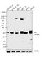 BCL2 Like 11 antibody, 710885, Invitrogen Antibodies, Western Blot image 