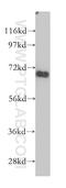 Chloride Voltage-Gated Channel Ka antibody, 14402-1-AP, Proteintech Group, Western Blot image 