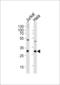 F-actin-capping protein subunit beta antibody, LS-C168309, Lifespan Biosciences, Western Blot image 