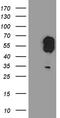 Even-Skipped Homeobox 1 antibody, TA811322S, Origene, Western Blot image 