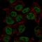 SYN2 antibody, HPA037012, Atlas Antibodies, Immunocytochemistry image 