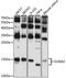 S100 Calcium Binding Protein A2 antibody, 14-559, ProSci, Western Blot image 
