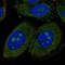 Uncharacterized protein C10orf68 antibody, NBP2-58012, Novus Biologicals, Immunofluorescence image 