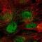 Cerebellar Degeneration Related Protein 1 antibody, PA5-67271, Invitrogen Antibodies, Immunofluorescence image 