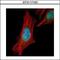 Shugoshin-like 1 antibody, GTX117103, GeneTex, Immunofluorescence image 