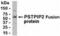 Proline-serine-threonine phosphatase-interacting protein 2 antibody, XW-7860, ProSci, Western Blot image 