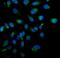 Mst1/Mst2 antibody, A02224-2, Boster Biological Technology, Immunofluorescence image 