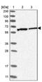 Ribophorin II antibody, PA5-55266, Invitrogen Antibodies, Western Blot image 