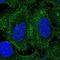 Spermatid Associated antibody, PA5-58752, Invitrogen Antibodies, Immunofluorescence image 