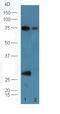 Epidermal growth factor receptor substrate 15-like 1 antibody, orb156764, Biorbyt, Western Blot image 