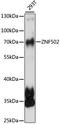 Zinc Finger Protein 502 antibody, LS-C750522, Lifespan Biosciences, Western Blot image 