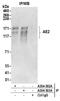AE 2 antibody, A304-502A, Bethyl Labs, Immunoprecipitation image 