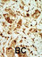 Protein Kinase AMP-Activated Non-Catalytic Subunit Gamma 3 antibody, abx033146, Abbexa, Immunohistochemistry paraffin image 
