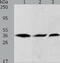 HAP1 antibody, TA324199, Origene, Western Blot image 