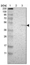 NIM1 Serine/Threonine Protein Kinase antibody, PA5-52467, Invitrogen Antibodies, Western Blot image 