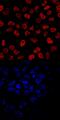 TBR2 antibody, AF6166, R&D Systems, Immunofluorescence image 