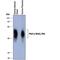 DLK-1 antibody, AF1144, R&D Systems, Western Blot image 