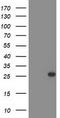 Chromosome 1 Open Reading Frame 50 antibody, TA503252S, Origene, Western Blot image 