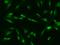 Zinc Finger Protein 282 antibody, 204789-T02, Sino Biological, Immunohistochemistry paraffin image 