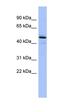 Procollagen C-proteinase enhancer 1 antibody, orb326097, Biorbyt, Western Blot image 