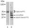 YY1 Transcription Factor antibody, GTX54659, GeneTex, Western Blot image 