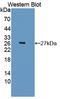 Autotaxin antibody, LS-C374430, Lifespan Biosciences, Western Blot image 