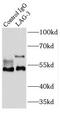Lymphocyte Activating 3 antibody, FNab04676, FineTest, Immunoprecipitation image 