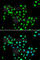 Core histone macro-H2A.1 antibody, A7045, ABclonal Technology, Immunofluorescence image 