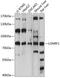 LON Peptidase N-Terminal Domain And Ring Finger 1 antibody, 15-538, ProSci, Western Blot image 
