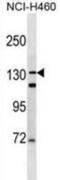 Dentin sialophosphoprotein antibody, abx030035, Abbexa, Western Blot image 