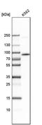 RAB11 Family Interacting Protein 1 antibody, PA5-55276, Invitrogen Antibodies, Western Blot image 