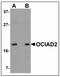 OCIA Domain Containing 2 antibody, AP23913PU-N, Origene, Western Blot image 