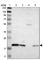Linker For Activation Of T Cells antibody, HPA011157, Atlas Antibodies, Western Blot image 