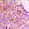 Protein Phosphatase 1 Regulatory Inhibitor Subunit 1B antibody, LS-C358250, Lifespan Biosciences, Immunohistochemistry frozen image 