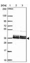PBX2 antibody, PA5-63964, Invitrogen Antibodies, Western Blot image 
