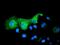 Pyrroline-5-Carboxylate Reductase 2 antibody, GTX83753, GeneTex, Immunocytochemistry image 