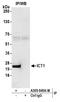 Mitochondrial Ribosomal Protein L58 antibody, A305-845A-M, Bethyl Labs, Immunoprecipitation image 