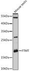 Ferritin, mitochondrial antibody, 14-674, ProSci, Western Blot image 