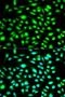 Cyclin-H antibody, LS-C331195, Lifespan Biosciences, Immunofluorescence image 