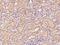 Solute Carrier Family 43 Member 1 antibody, 203417-T08, Sino Biological, Immunohistochemistry paraffin image 