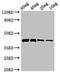 Pectate lyase 1 antibody, orb401100, Biorbyt, Western Blot image 