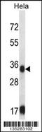 Sorbitol Dehydrogenase antibody, 58-227, ProSci, Western Blot image 