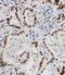 Lamin A/C antibody, PA1103, Boster Biological Technology, Immunohistochemistry frozen image 