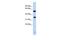 Serine Protease 48 antibody, GTX44834, GeneTex, Western Blot image 