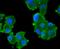 Plasminogen Activator, Tissue Type antibody, NBP2-67280, Novus Biologicals, Immunocytochemistry image 