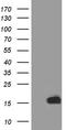 Trefoil factor 3 antibody, TA811447S, Origene, Western Blot image 