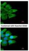 Low affinity immunoglobulin gamma Fc region receptor II-b antibody, NBP2-14905, Novus Biologicals, Immunofluorescence image 
